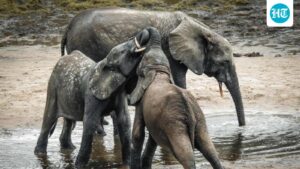 3-elephant-calves-died-in-17-days-in-dharamjaigarh-district-of-chhattisgarh.