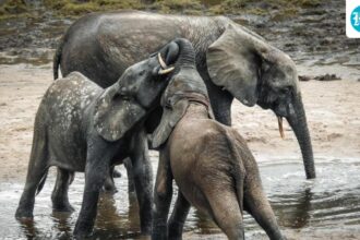 3-elephant-calves-died-in-17-days-in-dharamjaigarh-district-of-chhattisgarh.