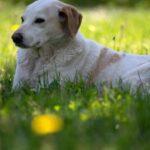 supreme-court-rejects-clarification-on-euthanasia-ruling-for-stray-dogs
