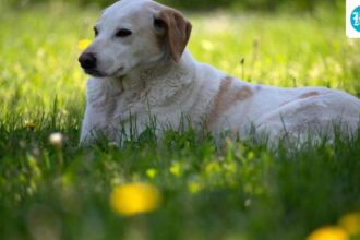 supreme-court-rejects-clarification-on-euthanasia-ruling-for-stray-dogs