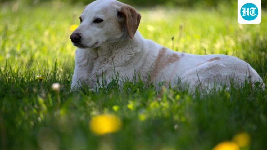 supreme-court-rejects-clarification-on-euthanasia-ruling-for-stray-dogs | GIBN supreme-court-rejects-clarification-on-euthanasia-ruling-for-stray-dogs