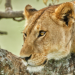 five-lions-die-in-gir-in-10-days,-and-the-minister-says-there-are-no-signs-of-an-outbreak