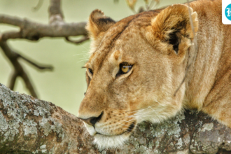 five-lions-die-in-gir-in-10-days,-and-the-minister-says-there-are-no-signs-of-an-outbreak