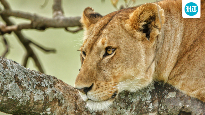 five-lions-die-in-gir-in-10-days,-and-the-minister-says-there-are-no-signs-of-an-outbreak