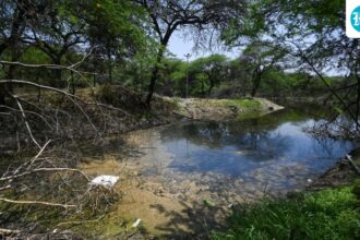 the-delhi-pollution-board-has-directed-to-analyze-kitchener-lake-in-dhaula-kuan