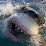 wheelhouse-acquires-shark-week-staple-anomaly-entertainment