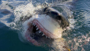 wheelhouse-acquires-shark-week-staple-anomaly-entertainment