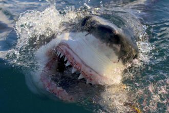 wheelhouse-acquires-shark-week-staple-anomaly-entertainment