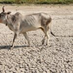 madras-hc-directs-tamil-nadu-government-and-police-to-ensure-ban-on-cow-slaughter-in-public-places-on-eid