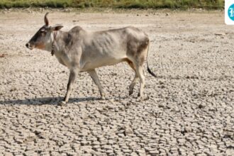 madras-hc-directs-tamil-nadu-government-and-police-to-ensure-ban-on-cow-slaughter-in-public-places-on-eid