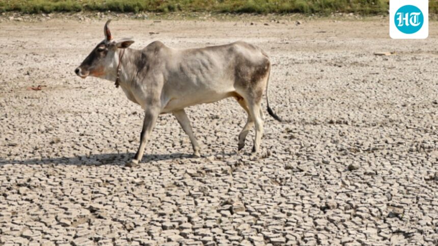 madras-hc-directs-tamil-nadu-government-and-police-to-ensure-ban-on-cow-slaughter-in-public-places-on-eid