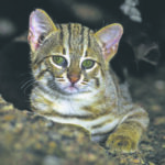 first-record-of-rusty-spotted-cats-in-chambal-national-park-in-up