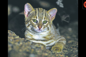first-record-of-rusty-spotted-cats-in-chambal-national-park-in-up