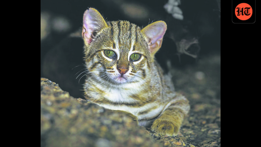 first-record-of-rusty-spotted-cats-in-chambal-national-park-in-up