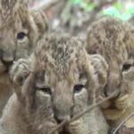 eight-lion-cubs-die-in-gir-within-a-week.-gujarat-government-intensifies-preventive-measures