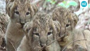 eight-lion-cubs-die-in-gir-within-a-week.-gujarat-government-intensifies-preventive-measures