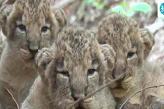 eight-lion-cubs-die-in-gir-within-a-week.-gujarat-government-intensifies-preventive-measures