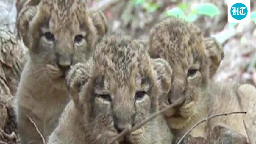 eight-lion-cubs-die-in-gir-within-a-week-gujarat-government-intensifies-preventive-measures | GIBN eight-lion-cubs-die-in-gir-within-a-week.-gujarat-government-intensifies-preventive-measures