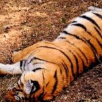 madhya-pradesh-hc-seeks-report-on-death-of-eight-tigers-in-kanha-national-park
