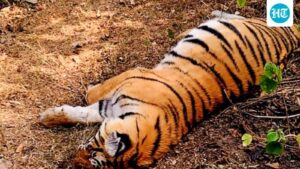 madhya-pradesh-hc-seeks-report-on-death-of-eight-tigers-in-kanha-national-park