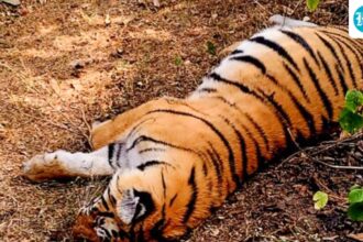 madhya-pradesh-hc-seeks-report-on-death-of-eight-tigers-in-kanha-national-park