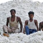 the-government-exempts-cotton-import-duties-for-five-months-until-october-30