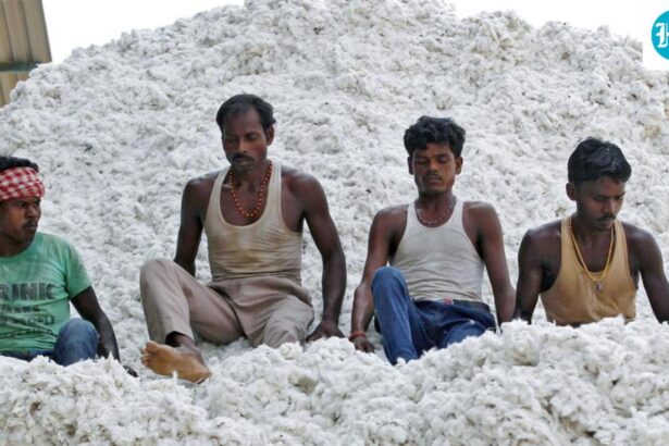 the-government-exempts-cotton-import-duties-for-five-months-until-october-30