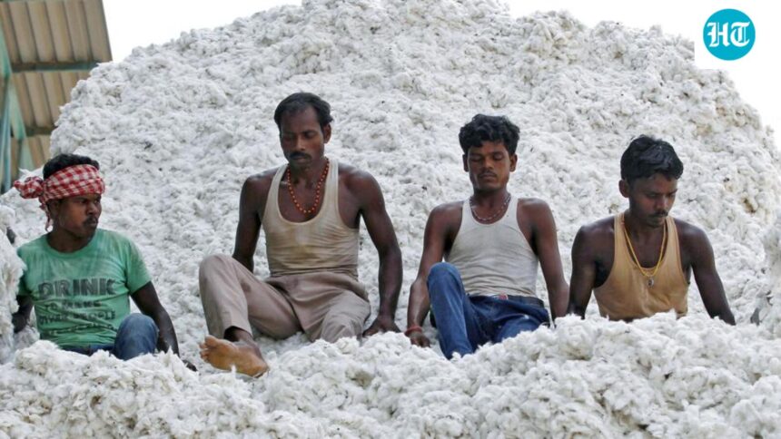 the-government-exempts-cotton-import-duties-for-five-months-until-october-30