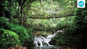 sacred-groves,-living-laws:-how-khasi-traditions-quietly-protect-the-forests-of-meghalaya