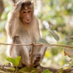 monkey-money-robbery-in-up-court:-inr-2-lakh-bag-snatched,-currency-notes-falling-from-tree-|-video
