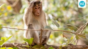 monkey-money-robbery-in-up-court:-inr-2-lakh-bag-snatched,-currency-notes-falling-from-tree-|-video