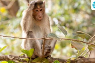 monkey-money-robbery-in-up-court:-inr-2-lakh-bag-snatched,-currency-notes-falling-from-tree-|-video