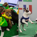 lg-channels-completely-replicates-the-world-cup’s-“puppy-bowl.”