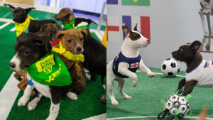 lg-channels-completely-replicates-the-world-cup’s-“puppy-bowl.”