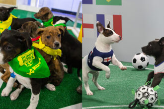 lg-channels-completely-replicates-the-world-cup’s-“puppy-bowl.”