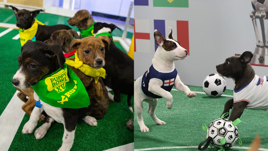 lg-channels-completely-replicates-the-world-cup’s-“puppy-bowl.”