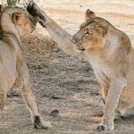 tests-rule-out-canine-distemper,-babesiosis-in-recent-gir-lion-deaths:-gujarat,-maine