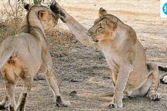 tests-rule-out-canine-distemper,-babesiosis-in-recent-gir-lion-deaths:-gujarat,-maine
