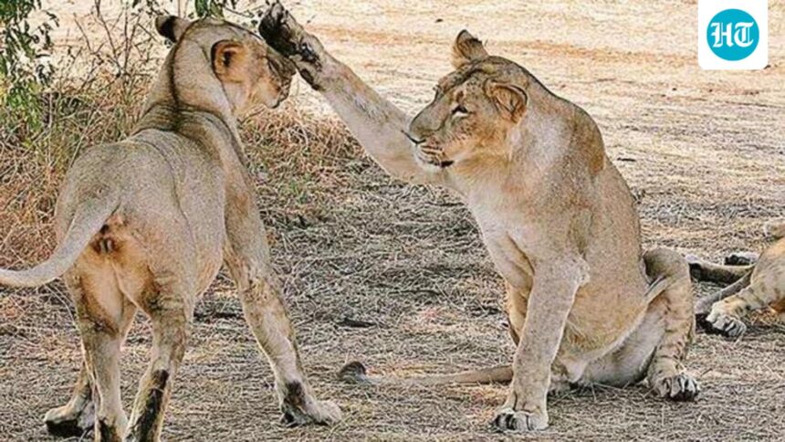 tests-rule-out-canine-distemper,-babesiosis-in-recent-gir-lion-deaths:-gujarat,-maine