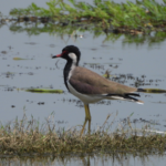 this-bird-sanctuary-in-uttar-pradesh-is-designated-a-ramsar-site-and-is-the-100th-wetland-in-india