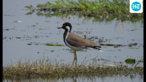 this-bird-sanctuary-in-uttar-pradesh-is-designated-a-ramsar-site-and-is-the-100th-wetland-in-india