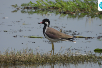this-bird-sanctuary-in-uttar-pradesh-is-designated-a-ramsar-site-and-is-the-100th-wetland-in-india