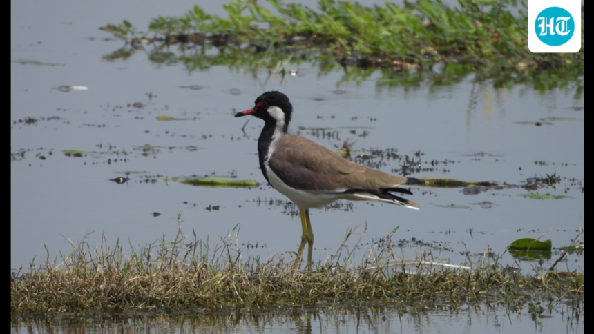 this-bird-sanctuary-in-uttar-pradesh-is-designated-a-ramsar-site-and-is-the-100th-wetland-in-india