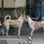 cic-points-to-mcd’s-“deliberate-resistance”-to-withholding-information-about-stray-dogs