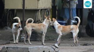 cic-points-to-mcd’s-“deliberate-resistance”-to-withholding-information-about-stray-dogs