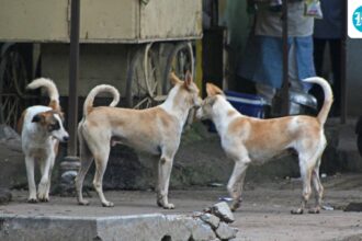 cic-points-to-mcd’s-“deliberate-resistance”-to-withholding-information-about-stray-dogs