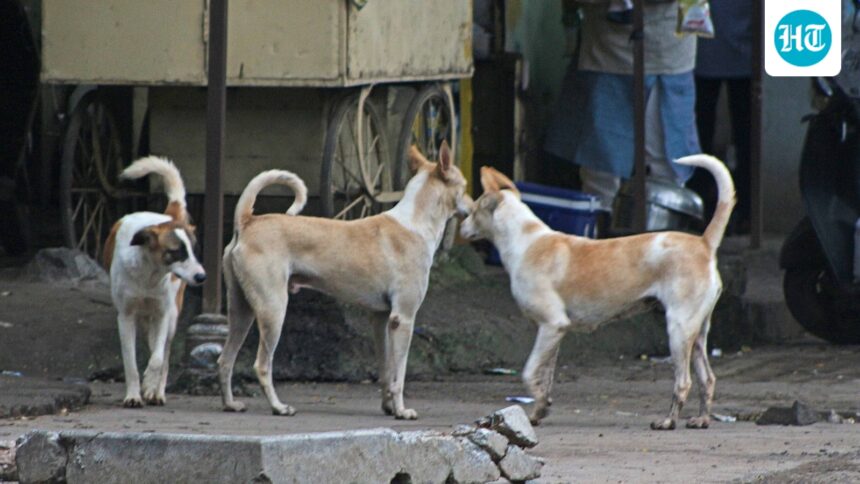 cic-points-to-mcds-deliberate-resistance-to-withholding-information-about-stray-dogs | GIBN cic-points-to-mcd’s-“deliberate-resistance”-to-withholding-information-about-stray-dogs