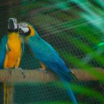 searching-for-love:-delhi-zoo-is-looking-for-partners-for-its-20-wild-singles