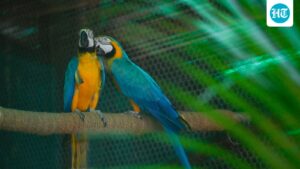 searching-for-love:-delhi-zoo-is-looking-for-partners-for-its-20-wild-singles