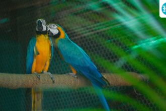 searching-for-love:-delhi-zoo-is-looking-for-partners-for-its-20-wild-singles
